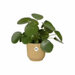 Vibes Fold Round 16cm Butter Yellow -Verdant Haven Sales Store vibes fold round butter yellow c2 png