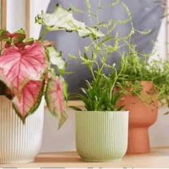 Vibes Fold Round 16cm Sorbet Green 12 Vibes Fold Round 16cm Sorbet Green -Verdant Haven Sales Store vibes fold round i1.jpg 2 1