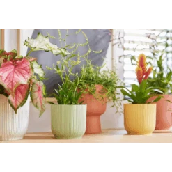 Vibes Fold Round Mini 11cm Delicate Pink -Verdant Haven Sales Store vibes fold round i1.jpg 2 c67fd0a4 9e69 43a5 9496 340be8a94d5b