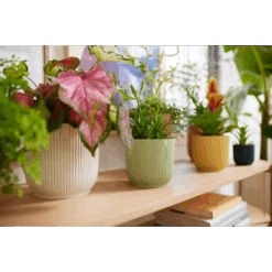 Vibes Fold Round 16cm Silky White -Verdant Haven Sales Store vibes fold round i2.jpg 2 2b68dd73 fda9 425b 9a80 8476260b789c