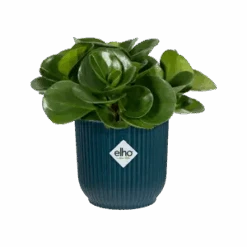 Vibes Fold Round 16cm Deep Blue -Verdant Haven Sales Store vibes fold round mini deep blue peperomia obtusifolia c1 png e0b756e7 fba7 4c26 bfb0 57f5b80a403d