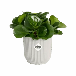 Vibes Fold Round Mini 11cm Silky White