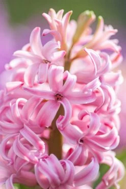 Hyacinthus Orientalis Pink Bulbs & Monza Planter -Verdant Haven Sales Store yoksel zok 9GnnMa6qDxE unsplash