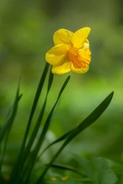 Narcissus Tête-à-Tête & Planter -Verdant Haven Sales Store yoksel zok eS6wq jLqDs unsplash 80033614 2c4c 4e5b b093 def2765579bc